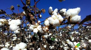 Cotonicultores v�o � �sia promover pluma de Mato Grosso