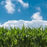 Contrata��es de cr�dito rural crescem 30% nesta safra