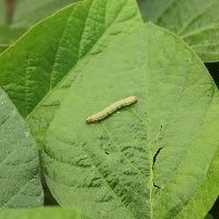 MT: evento aborda Manejo de lagartas na cultura da soja