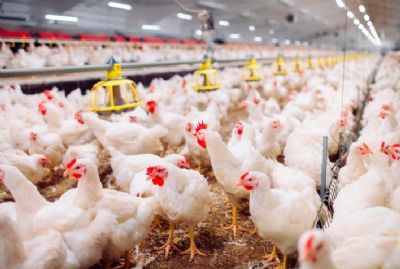 Com aumento anual de quase 55%, em maio custo de produ��o do frango bateu nos R$5,27/kg