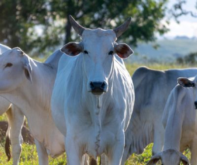 INDEA orienta produtores a anteciparem servi�os antes da migra��o do novo SINDESA