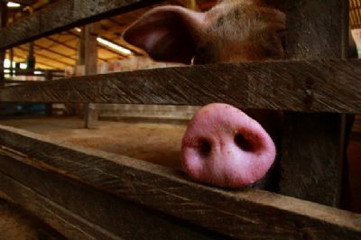 Infec��o urin�ria: doen�a desafiadora para su�nos