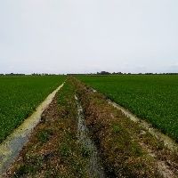 Conhe�a os benef�cios do sulfato de c�lcio granulado em lavouras de arroz