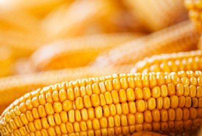 Milho: Mercado encerra a sess�o desta 2� feira com quedas em Chicago e na B3