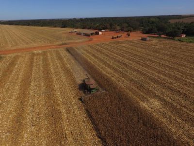 Milho: Mato Grosso colhe 4% da �rea total