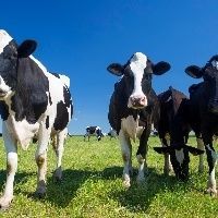 Custos da pecu�ria leiteira subiram 3,6% em 2019, em rela��o a 2018