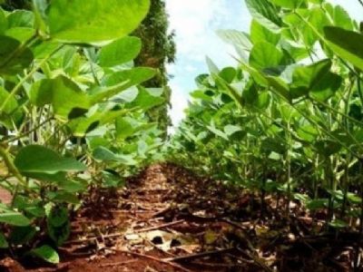 Avan�o na �rea de plantio de soja em Mato Grosso