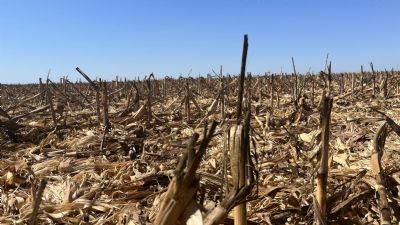 Sem espa�o para armazenamento, Produtores de milho reduzem colheita em MT