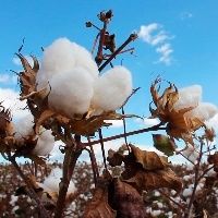 Postura vendedora e d�lar indicam indicador do algod�o em 4%