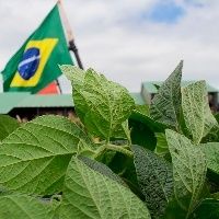 Soja brasileira reage e volta a subir