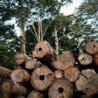 Quem mais desmata Amaz�nia: Agroneg�cio ou MST?