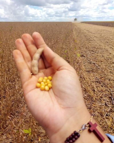 Chuvas d�o tr�gua para colheita da soja na regi�o