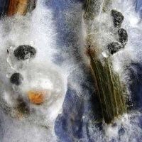 Anvisa inicia a reavalia��o do carbendazim