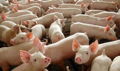 Pre�o dos su�nos em alta