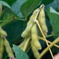 Soja segue subindo com D�lar em queda