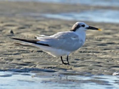 Gripe avi�ria: n�mero de casos sobe para 57; 15 investiga��es est�o em andamento