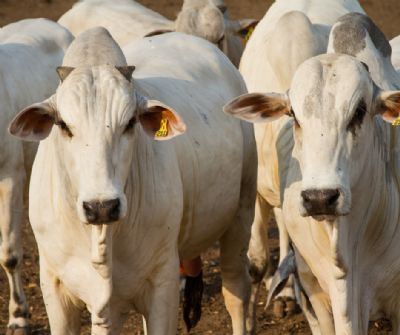 Boi gordo dispara e Indicador Cepea renova recordes com arroba acima de R$ 380 em S�o Paulo