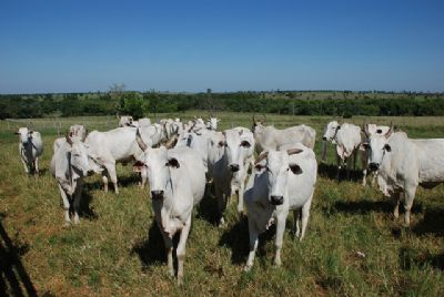 Boi gordo: queda no consumo de carne bovina faz neg�cios diminu�rem