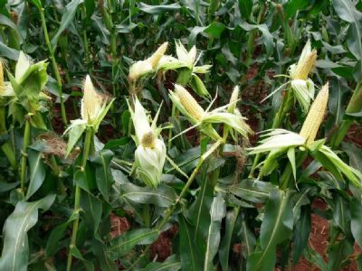 Confira como est�o os pre�os do milho