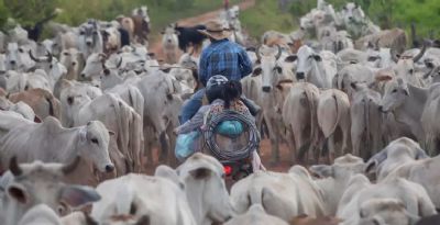 S�o 10.000 pecuaristas sem frigor�fico para abate; Veja onde