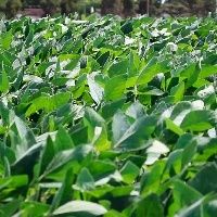 Tecnologia HB4� e lan�amentos de soja s�o os destaques da TMG