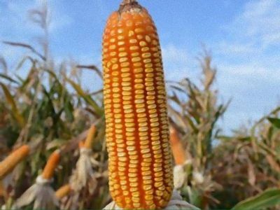 MILHO/CEPEA: demanda enfraquece e pre�os recuam