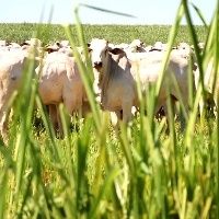 Pecuarista tem preju�zo de 60 mil em golpe de venda de gado