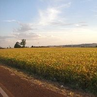 Colheita da soja est� atrasada em Mato Grosso