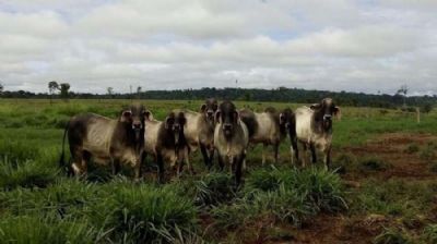 Agroneg�cio: um bom exemplo de pecu�ria de precis�o