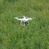 Drones detectam duas doen�as do tomate com precis�o de 99%