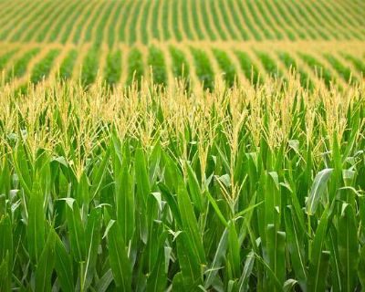 Milho encerra a semana com poucas movimenta��es em Chicago