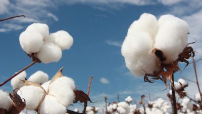 Melhora pre�o do algod�o dispon�vel em Mato Grosso