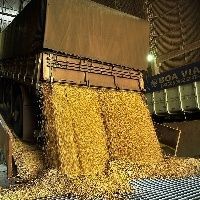 Produ��o de soja na China aumenta 13%