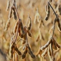 Margem bruta das esmagadoras de soja de Mato Grosso recua 16,35%