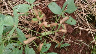 Invas�o de lesmas em lavouras causam preju�zo em Mato Grosso