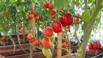 Aumento nos pre�os de tomate e cebola devido �s condi��es clim�ticas