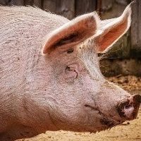 Peste su�na continuar� significativa em 2020