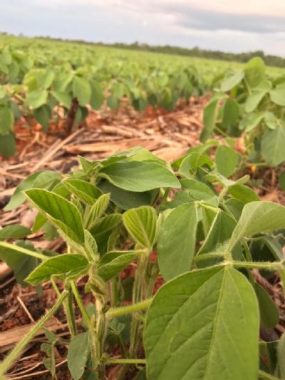 Vendas da safra nova de soja de MT avan�am a 43,8%; milho vai a 44,5%, diz Imea