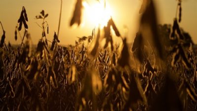 MT: recorde de esmagamento de soja impulsiona Ind�stria