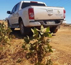 Aprosoja alerta produtores para vazio sanit�rio que inicia pr�xima 2� feira