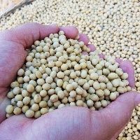 Soja come�a ano em Mato Grosso cotada a R$ 73