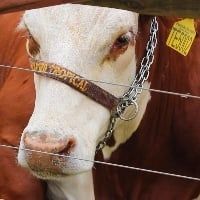 Reuni�o vai avaliar seguro rural para pecu�ria de leite e de corte