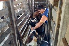 Prazo da consulta p�blica sobre revis�o do programa de erradica��o da aftosa termina no dia 16