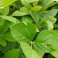 Soja cai no Brasil sem compras chinesas