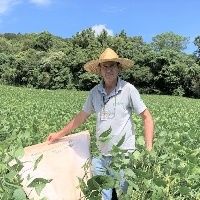Produtor colhe soja sem uso de agrot�xico