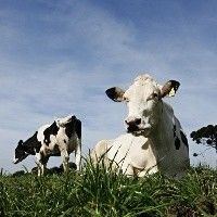 Altura da grama que as vacas comem afeta emiss�es de metano