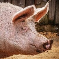 Demanda por carne su�na deve se recuperar, diz Rabobank