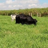 Entidades devem manifestar interesse at� dia 14