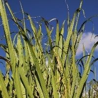 Conab mapeia unidades de processamento de cana