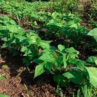 Quais s�o as perspectivas para a safra de feij�o?